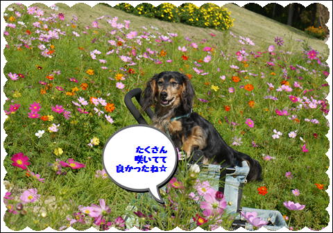 コスモス1