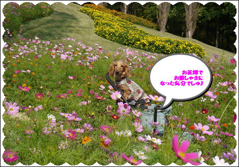 コスモス2