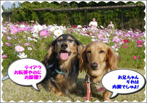 コスモス4