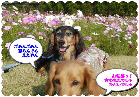 コスモス5