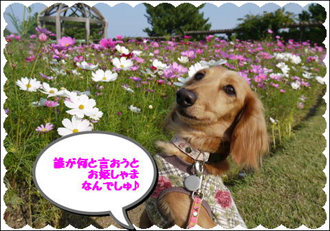 コスモス3