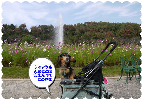 コスモス13