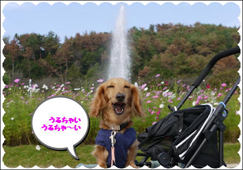 コスモス14