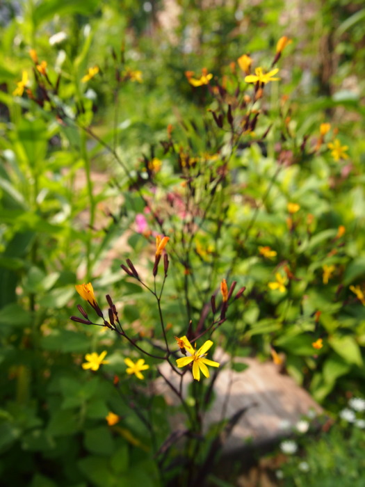 P7010941season.jpg