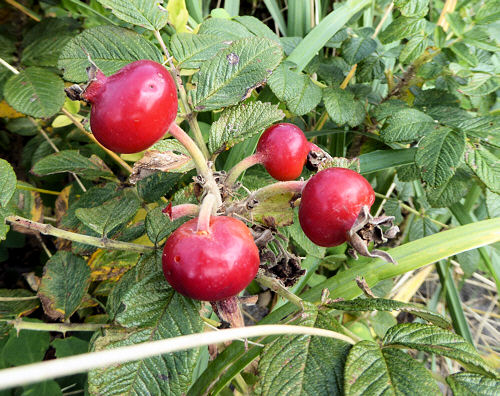 img2014-9-akiajituri07.jpg