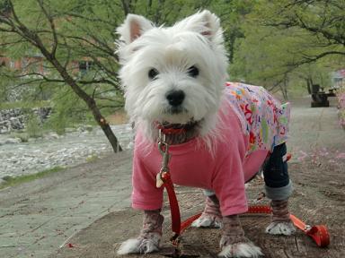 旅犬健在