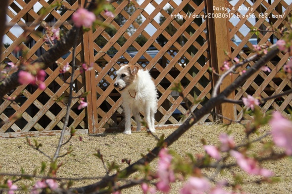 2012040205.jpg