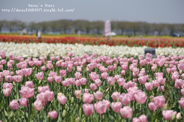2012042506.jpg