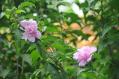 DSC_4341.jpg