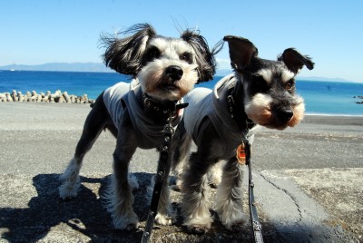 miho1_20120412161528.jpg