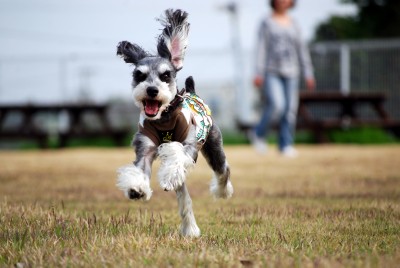 runhiyo_20120413204756.jpg