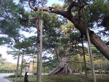 根上がりの松
