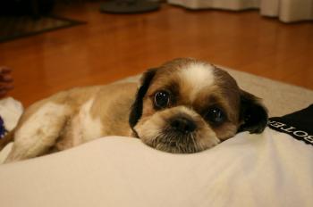 IMG_4330_convert_20141006120447.jpg