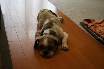 IMG_4454_convert_20140921222408.jpg