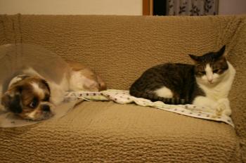 IMG_4493_convert_20140921222203.jpg