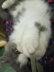 neko5.jpg