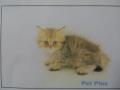 r600x600 (5)