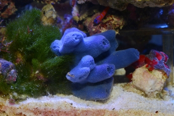 妄想アクアリウム