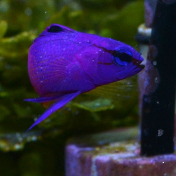 妄想アクアリウム