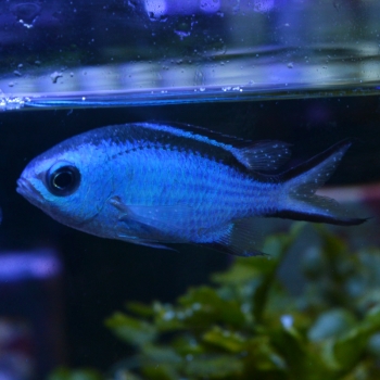 妄想アクアリウム