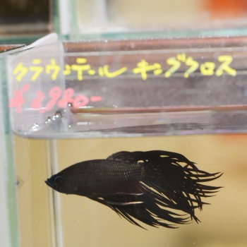 妄想アクアリウム
