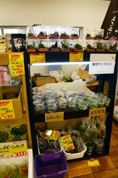 妄想アクアリウム