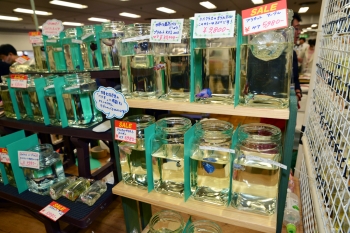 妄想アクアリウム