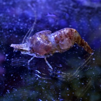 妄想アクアリウム