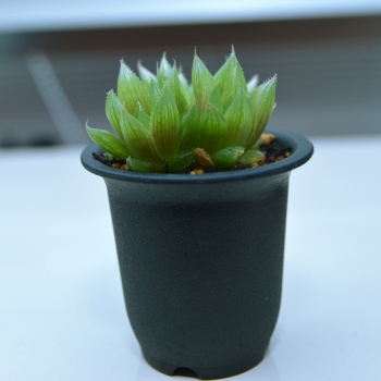 妄想アクアリウム