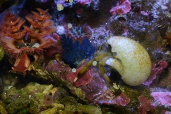 妄想アクアリウム