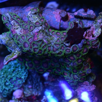 妄想アクアリウム
