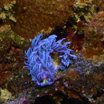 妄想アクアリウム