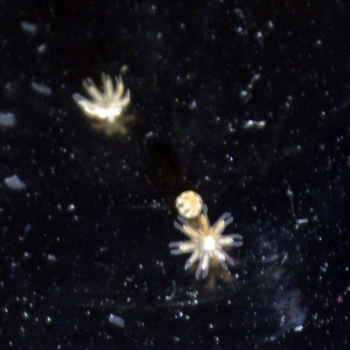 妄想アクアリウム