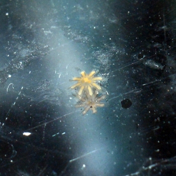妄想アクアリウム