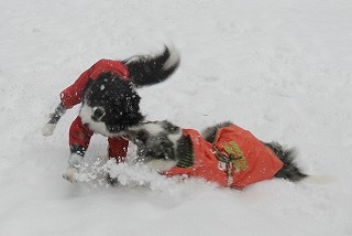 DSC_0116_20140208153153951.jpg