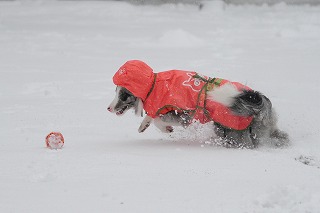 DSC_4537.jpg