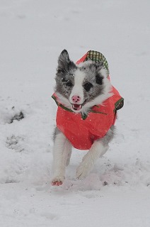 DSC_4619.jpg