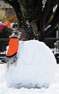 DSC_5242_20140209120259e52.jpg