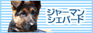 にほんブログ村 犬ブログへ