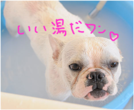 フレンチ はなちゃん3