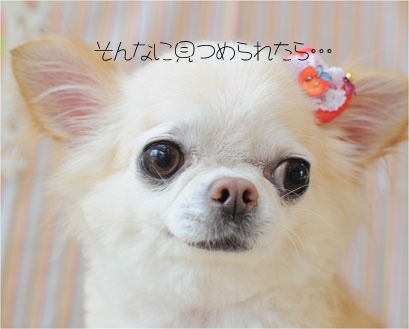 チワワ さくらちゃん2