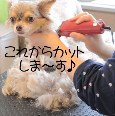 チワワ むむちゃん