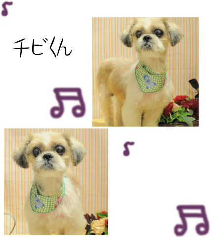 シーズー チビくん