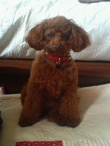 子犬しつけ はなB