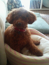子犬しつけ はなA