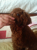 子犬しつけ はなD