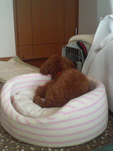 子犬しつけ はなE