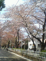 葉桜