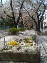 桜吹雪