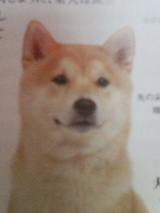 柴犬